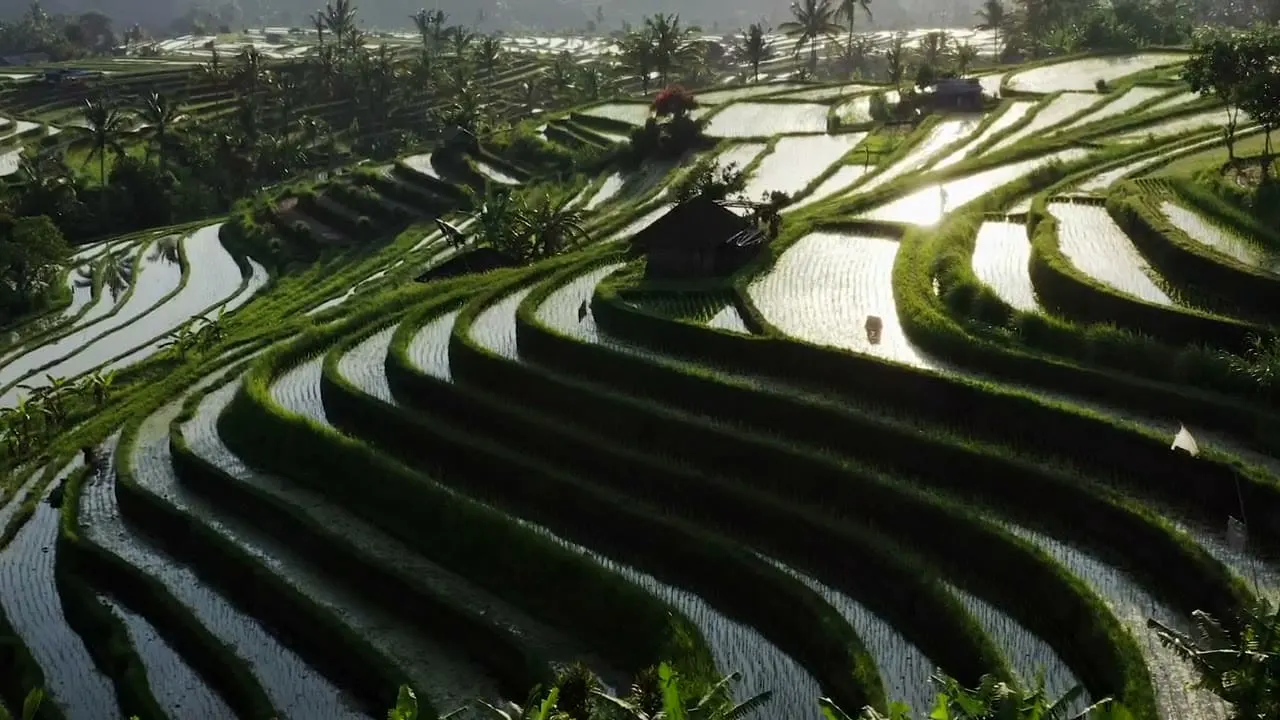 Aerial view of tiered rice terraces in Indonesia at sunlight