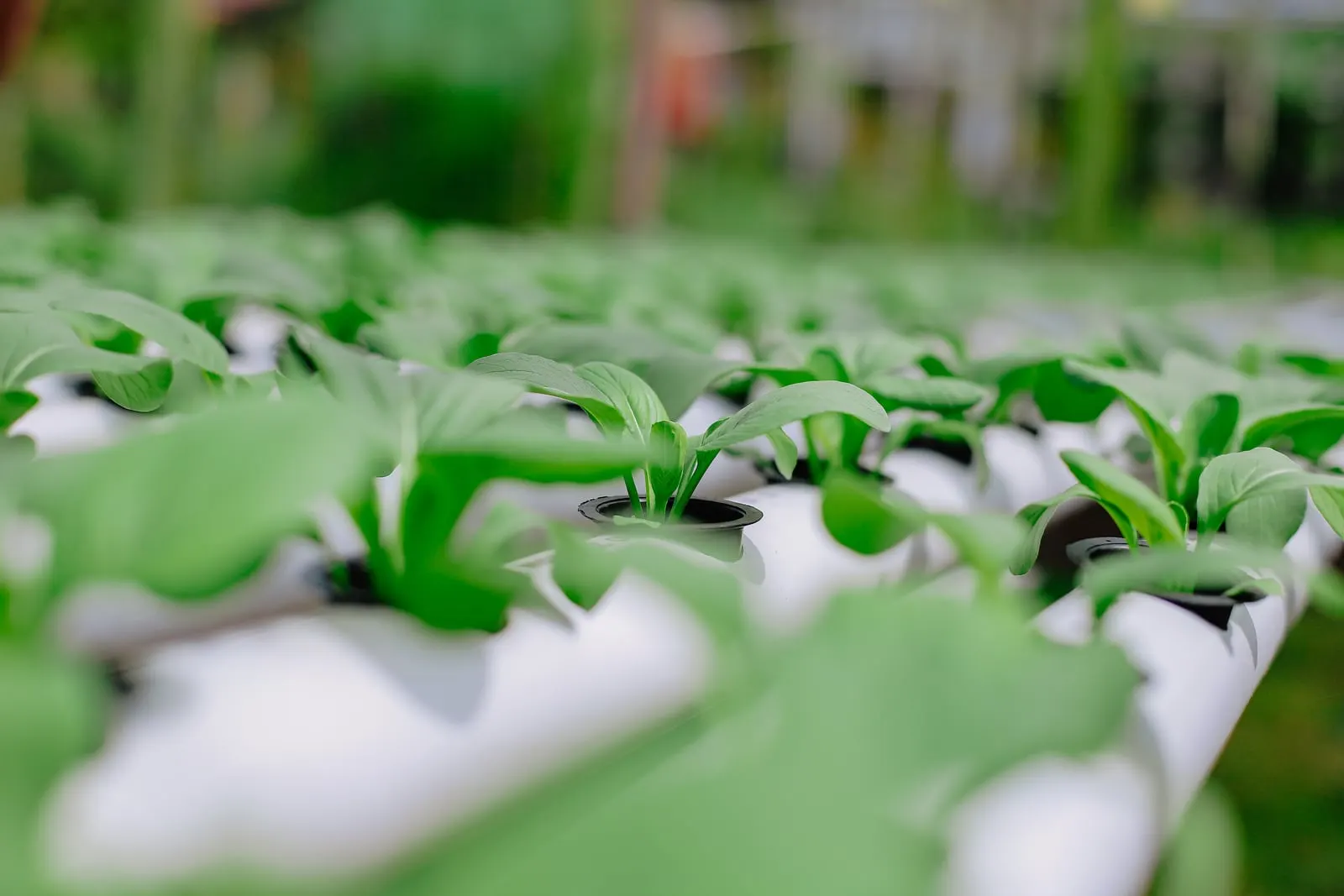 Rows of young leafy greens growing in a white hydroponic channel system