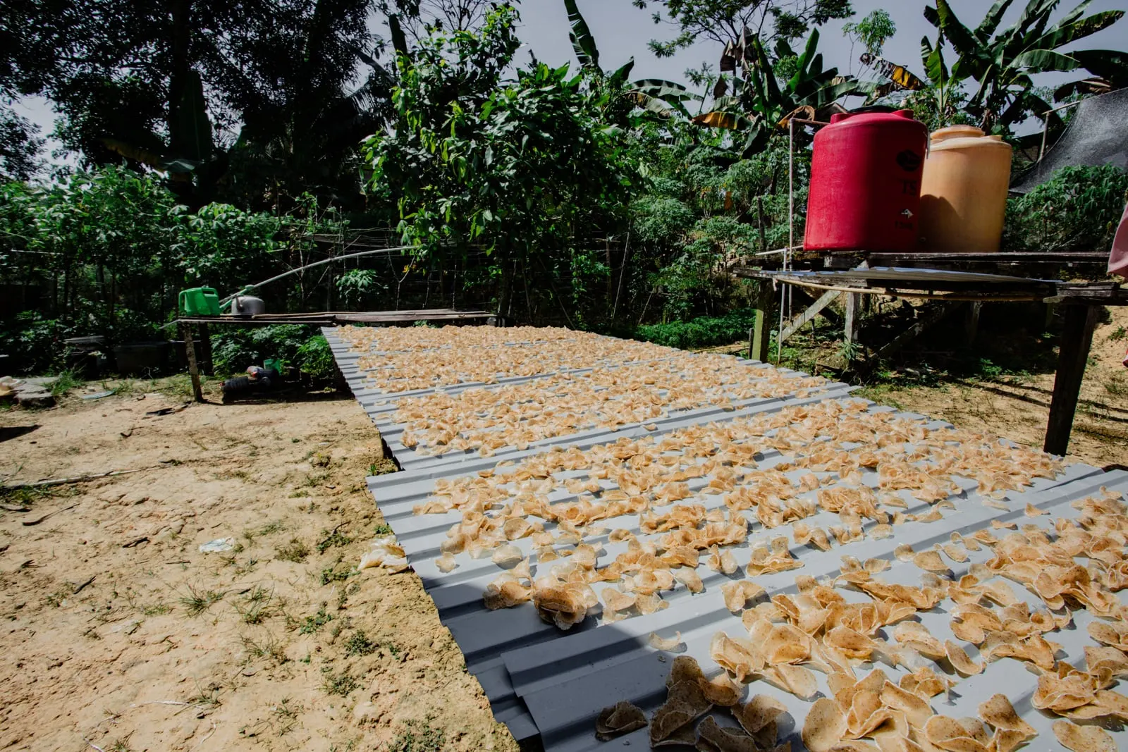 Prawn crackers laid out to dry in the sun on corrugated metal sheets in a village yard, with banana trees and water tanks behind