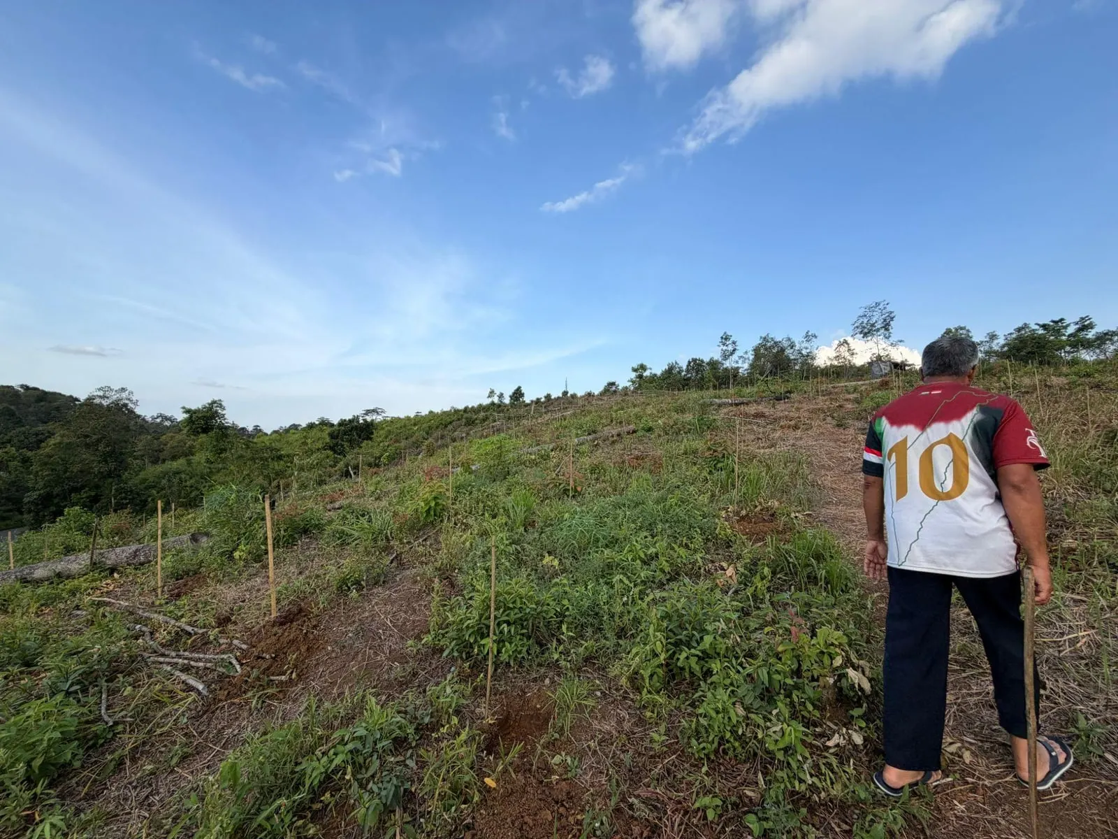 A man stands with a walking stick on a cleared hillside planted with young Liberica coffee seedlings staked in rows, forest and blue sky beyond
