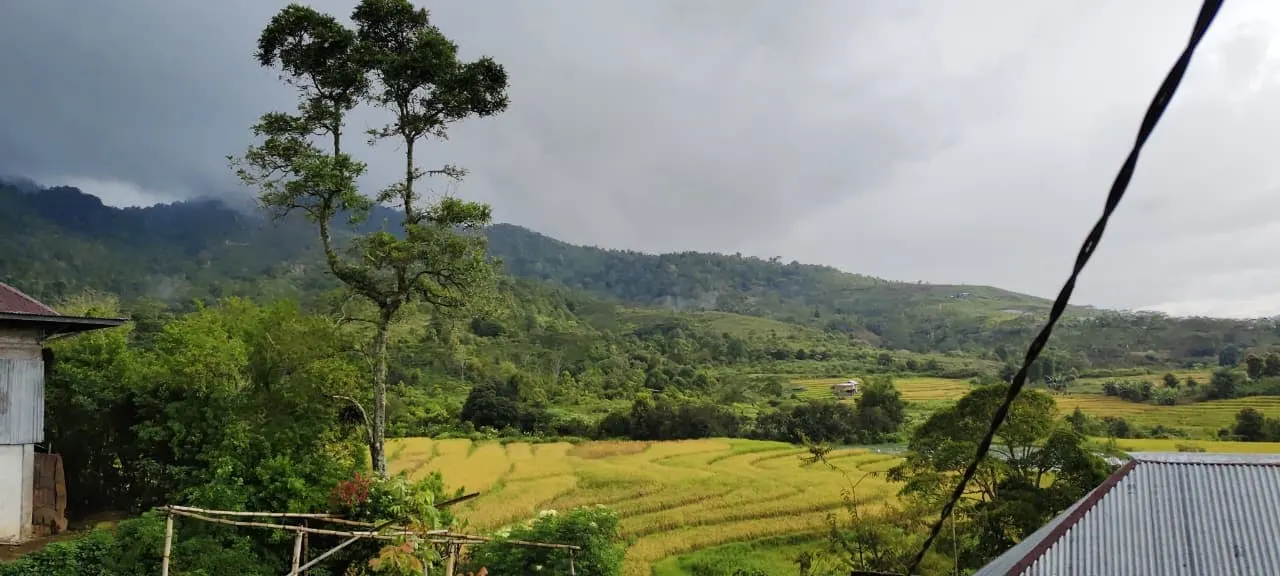 A wide view over Semende: terraced golden paddy fields in a valley, forested hills and low cloud beyond, with tin-roofed houses in the foreground